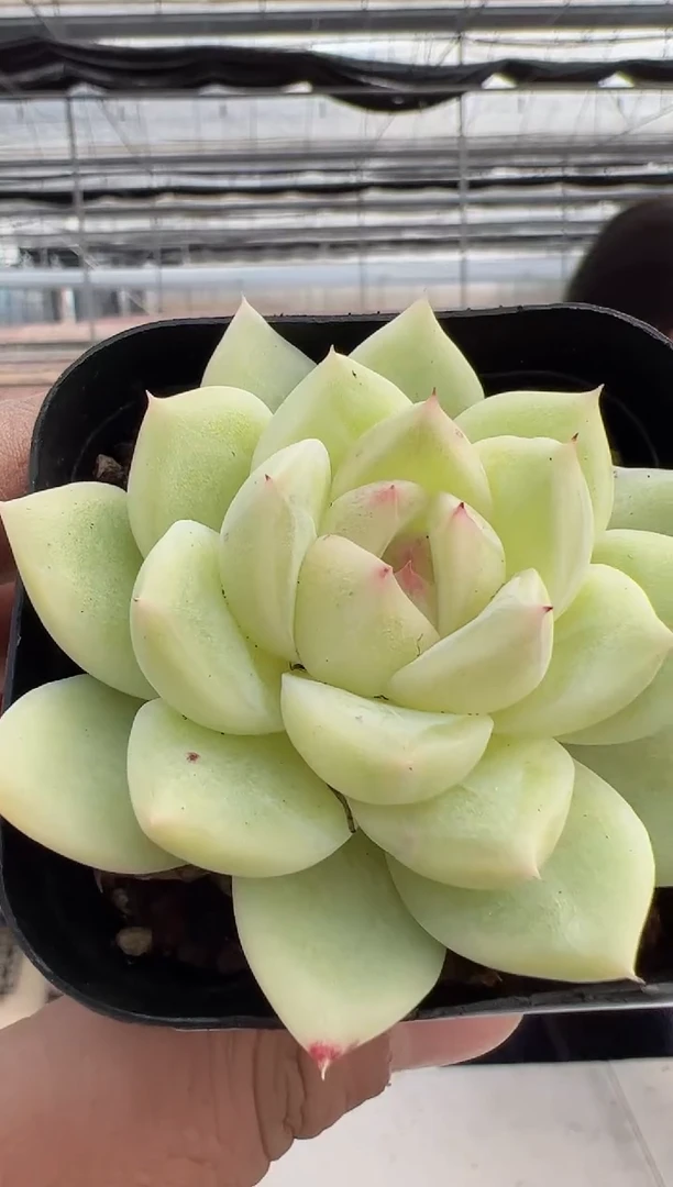 【闪购商品】新款多肉-243