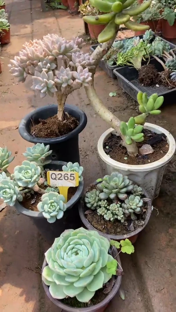 Q265多肉组合默认脱土发货