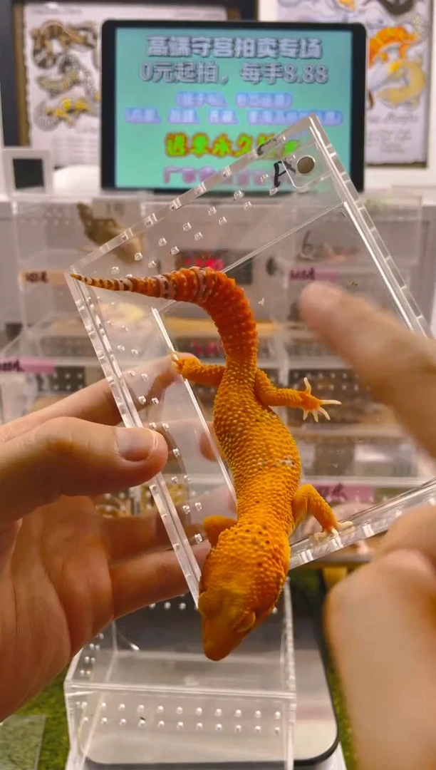 豹纹守宫豹纹守宫苗子成体亚成肥尾苗子成体