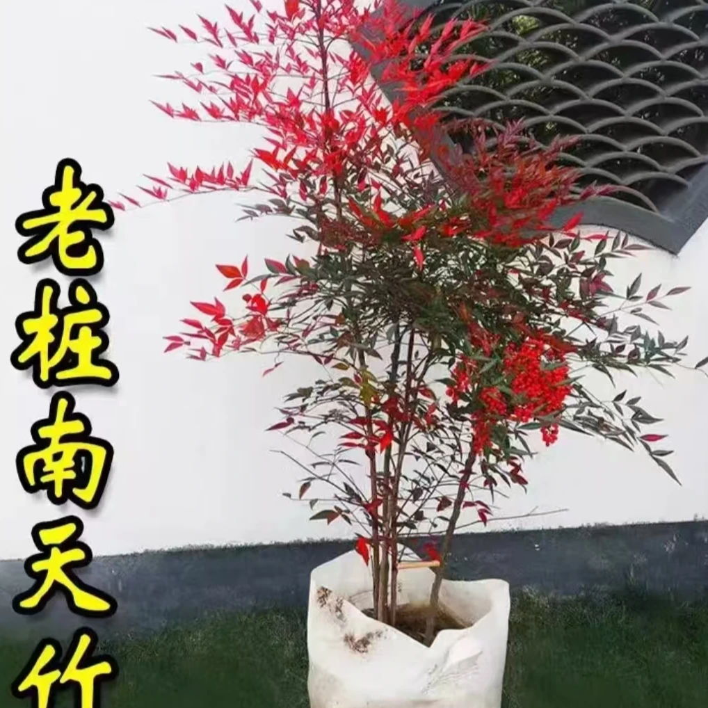 南天竹盆景盆栽植物客厅庭院室内外老桩好养花卉绿植四季常青盆景