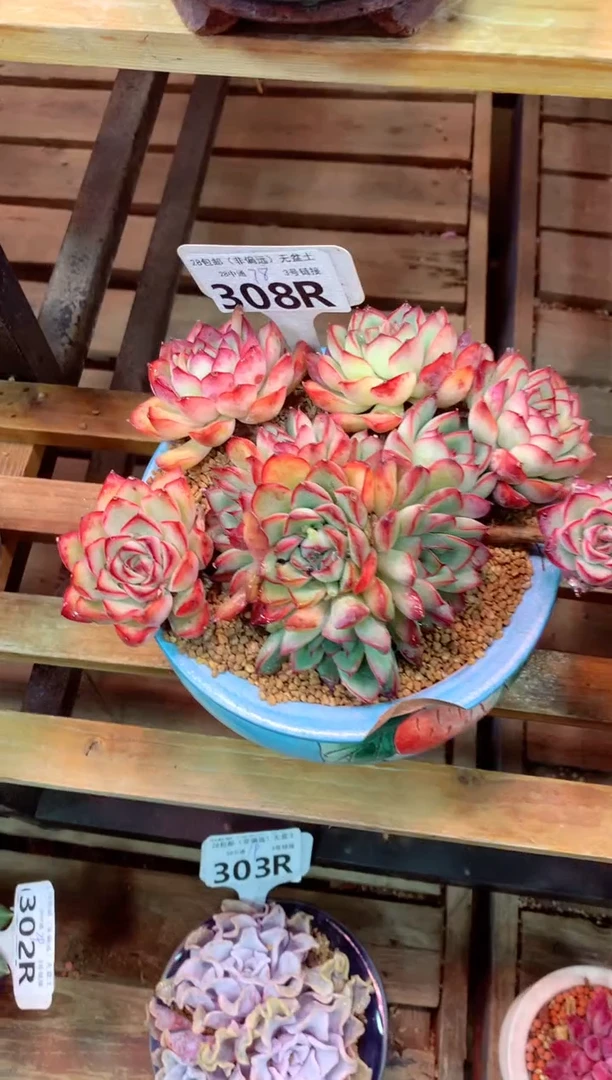 308R（一物一拍，精品多肉，所见即所得 ）