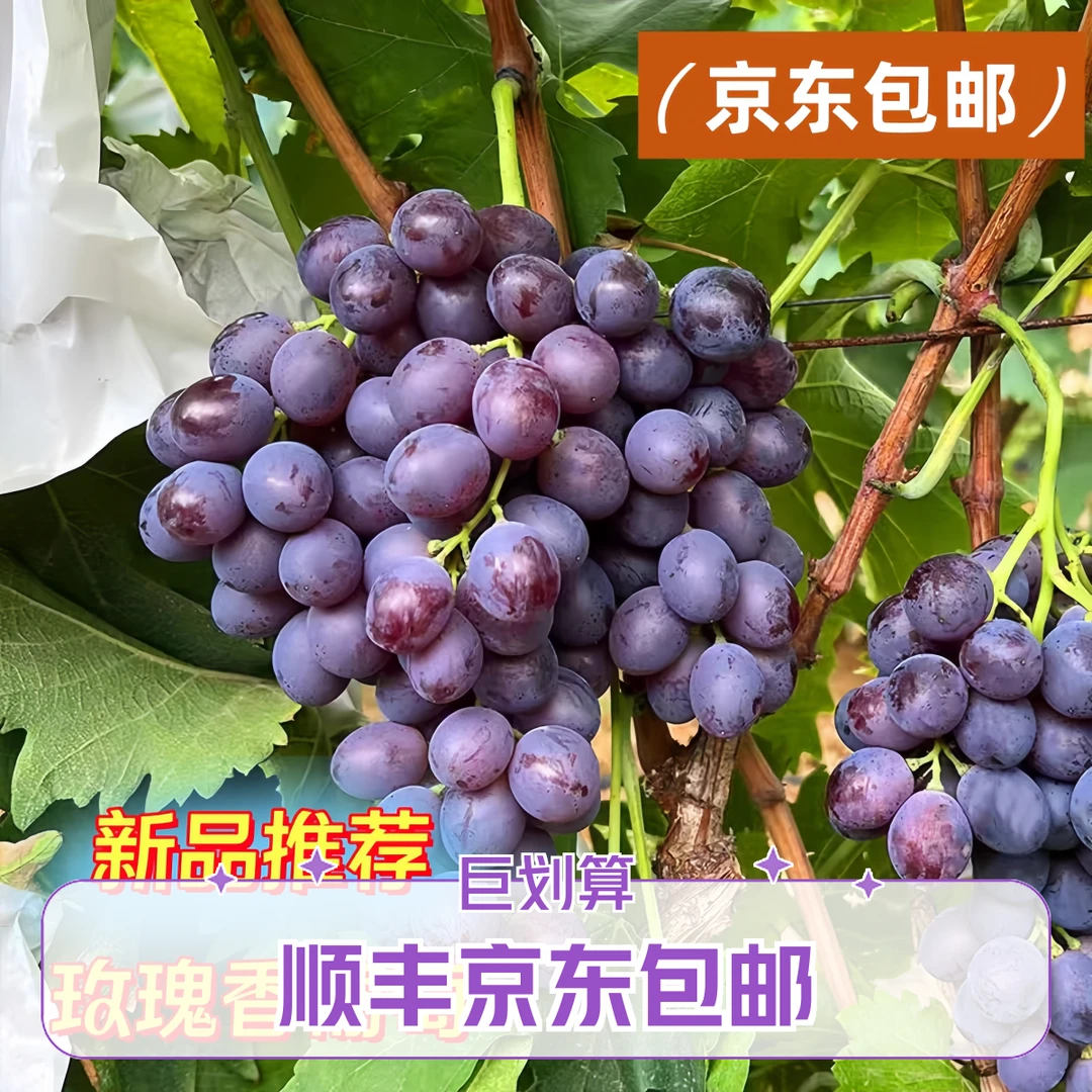 山东大泽山玫瑰香现摘现发新鲜水果现摘现发惠和一号贝贝南瓜