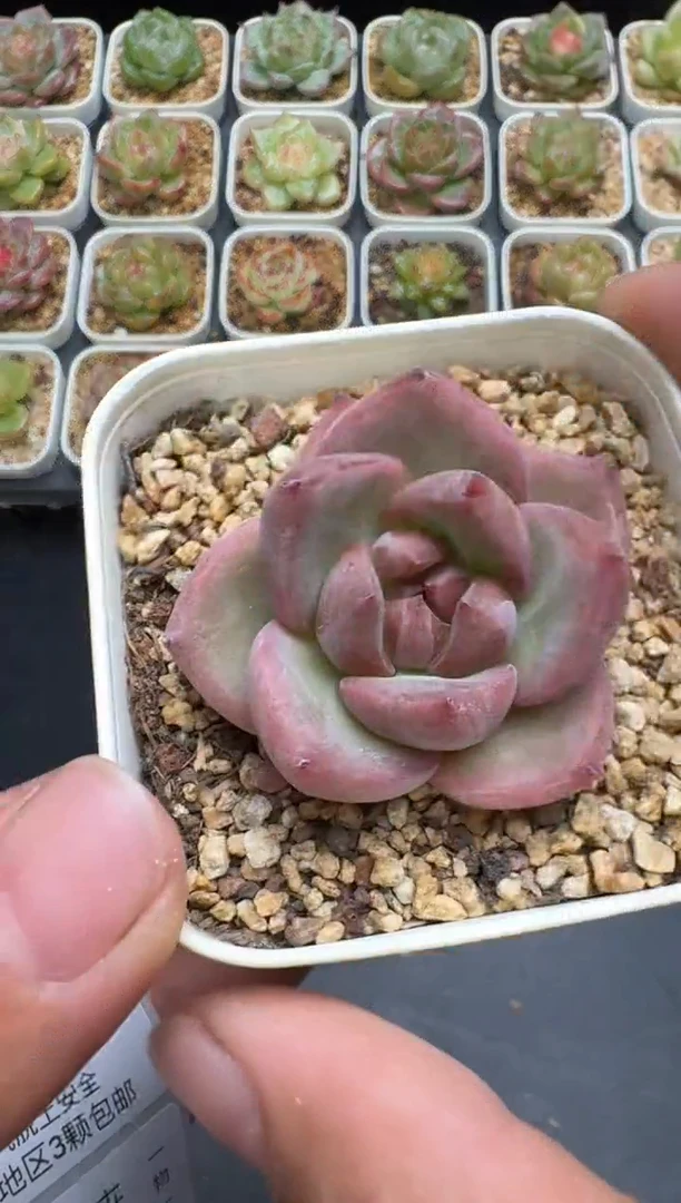 176G云禹多肉植物 脱土纸巾打包 3颗包邮
