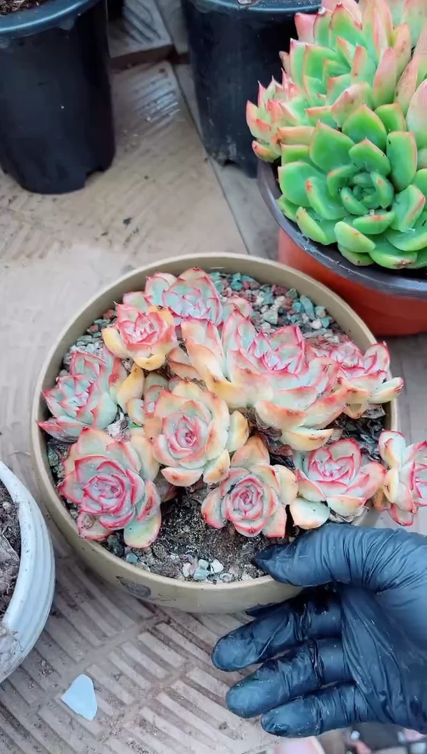 L*H26013多肉植物一物一拍