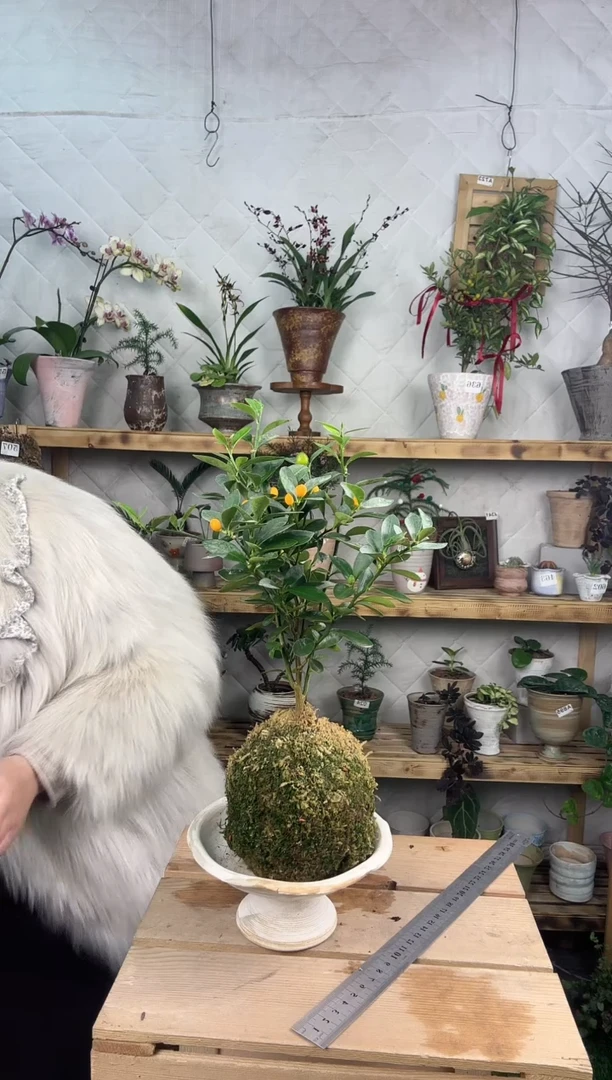 无花朵泰国金豆苔藓球         不含盆