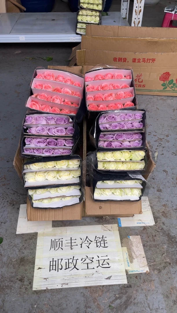 骄傲20枝+海洋之歌20枝+戴安娜20枝