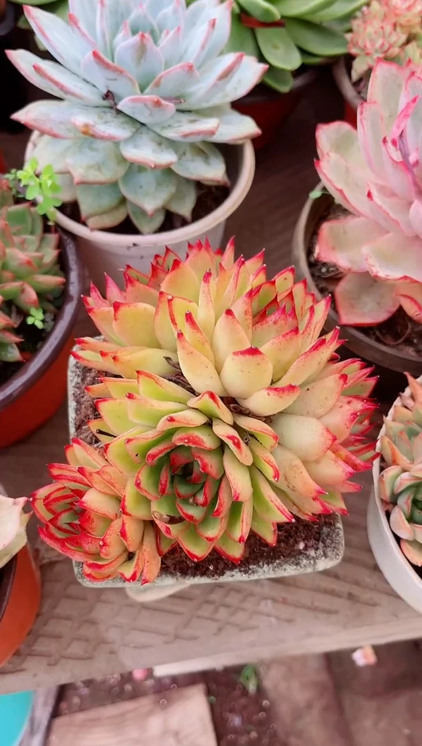 ^****^13104多肉植物一物一拍