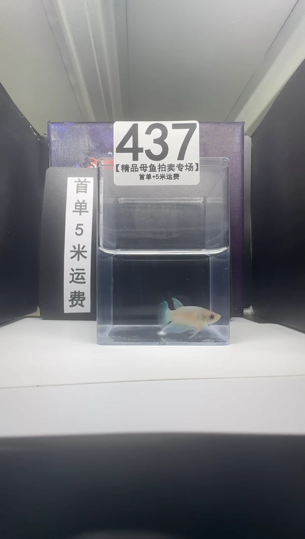 斗鱼母鱼编号：437
