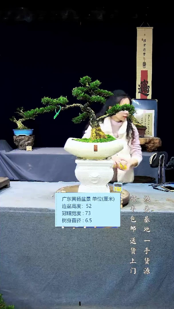 【闪购商品】雀舌黄杨盆景雀舌黄杨盆景