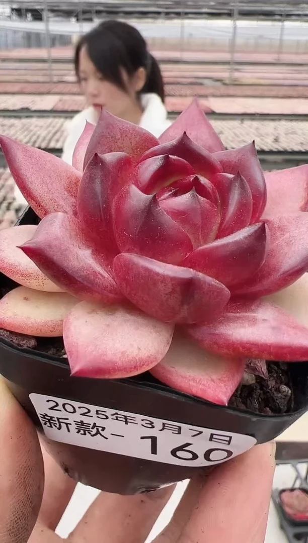 【闪购商品】新款多肉-160