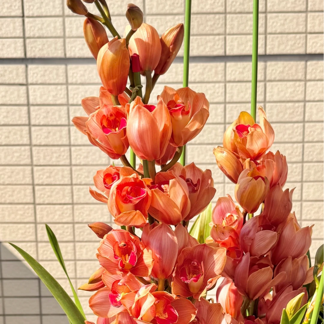 【一品花集】【佛光】大花蕙兰鲜切 云南昆明基地直发家用鲜花