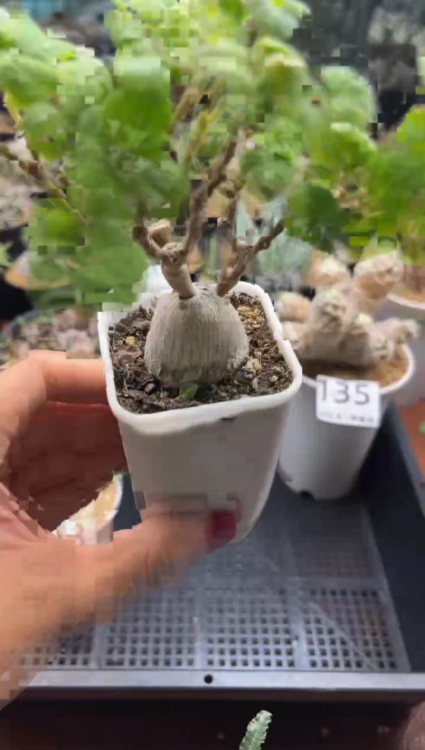 至****你暴烈专拍爱氏延命草