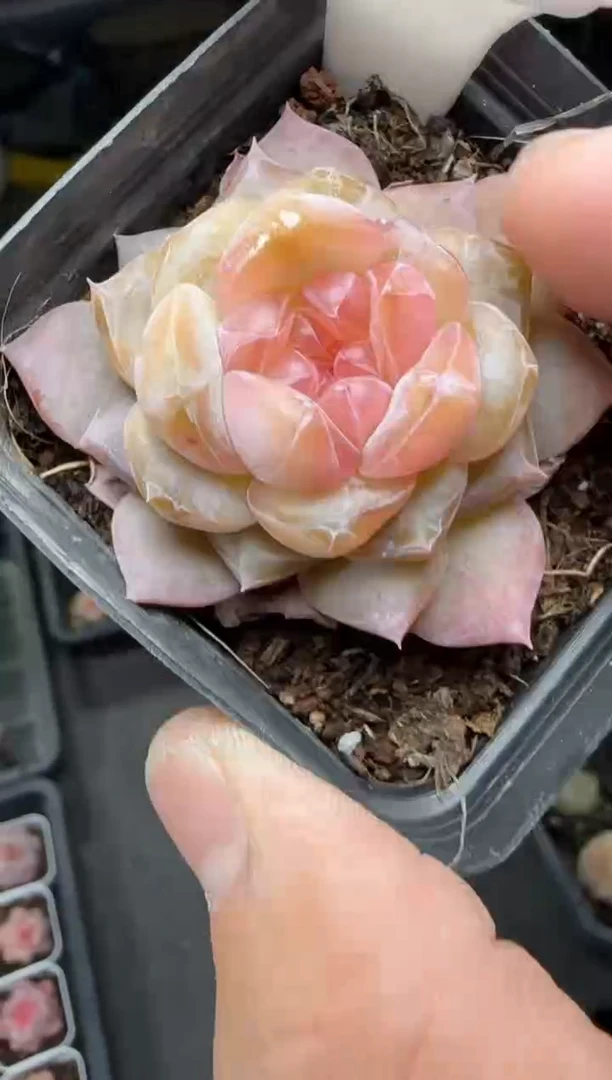 【闪购商品】一物一拍0214—201