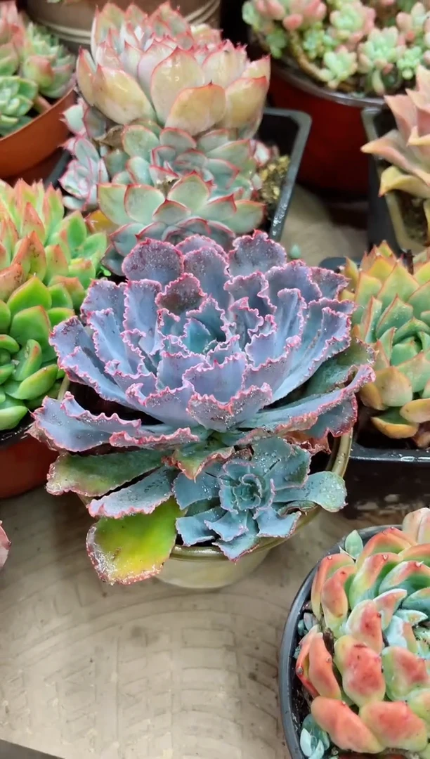 白***。23064多肉植物一物一拍