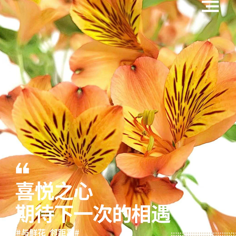 【明日必达】水仙百合-六出花-橙色-1扎-鲜切花生活花家庭插花日常鲜花-全场任意俩单顺丰快递包邮到家
