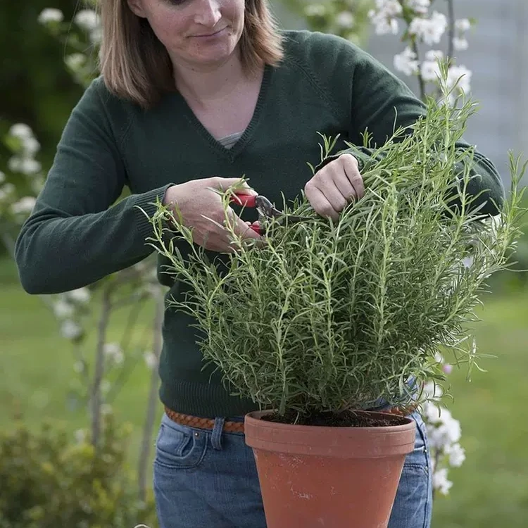 花自开盆栽迷迭香可食用驱蚊绿植香草多年生盆栽绿植西餐调料香料