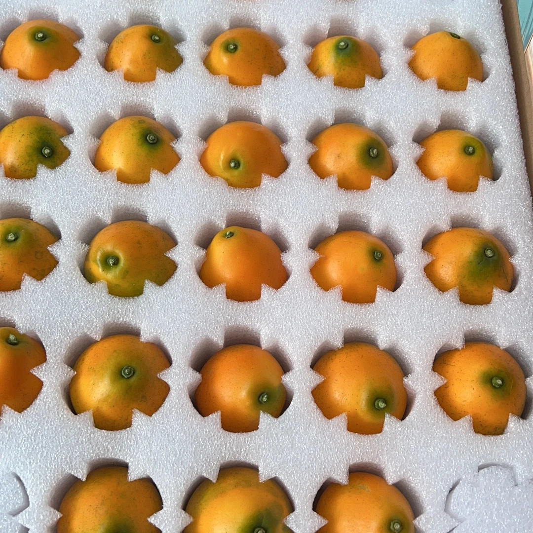 正宗融安脆蜜金桔精品果顺丰包邮