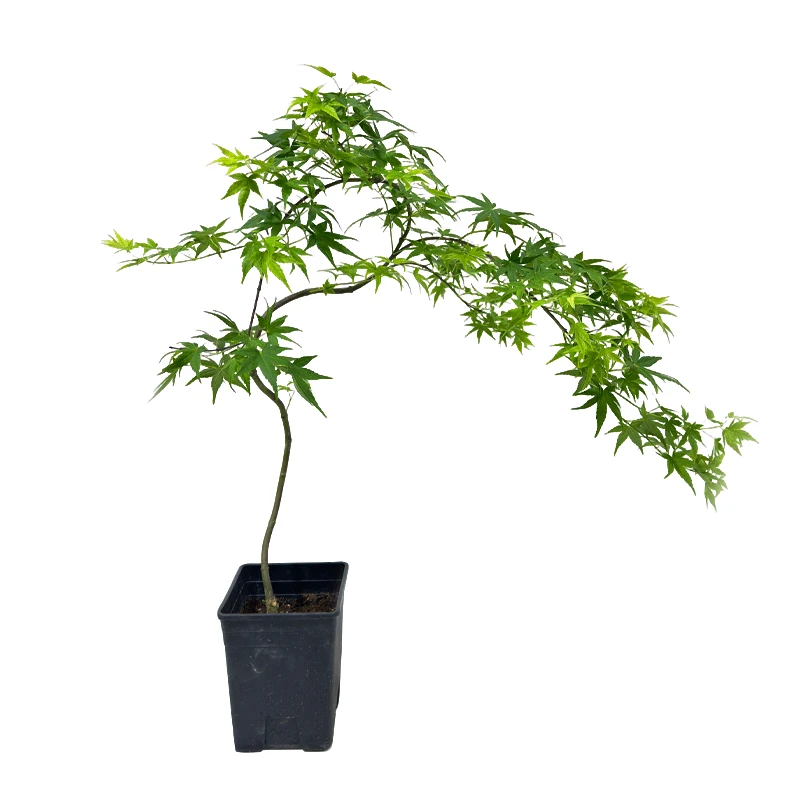 [种植盆]精品青流泉枫树盆栽树红枫造型室内植物室外阳台好养
