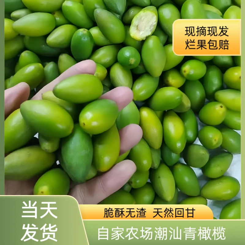 潮汕酥脆橄榄特产现摘现发青枣脆新鲜无渣回甘孕妇可生吃煲汤橄榄