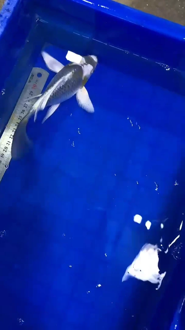 蝴蝶鲤蝴蝶鲤直播选鱼专用链接