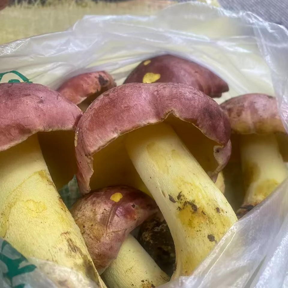 醉氧高山（顺丰包邮）桂东黄菌