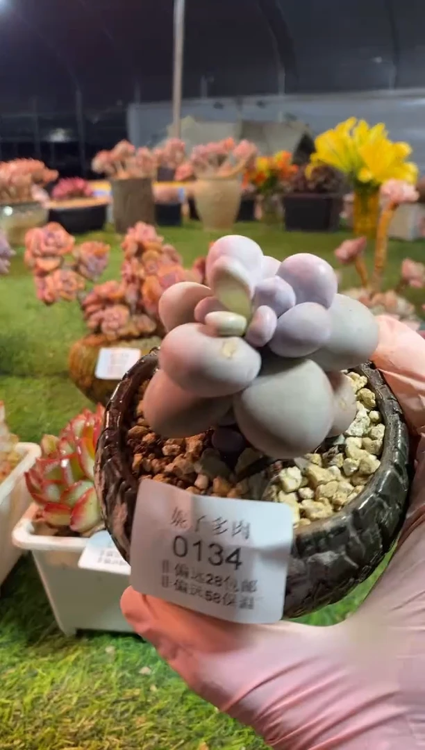 【闪购商品】0134a