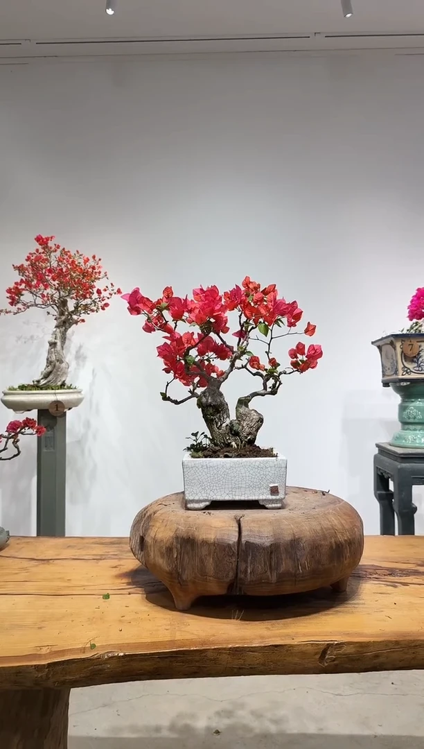 完全开放文*火焰山三角梅