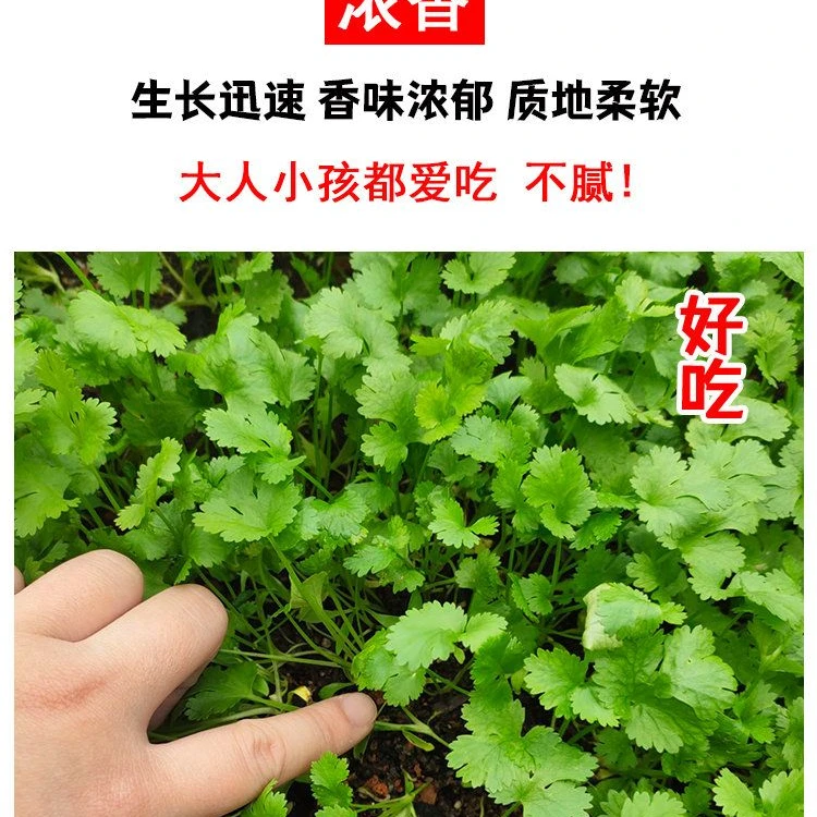 香菜苗基地直发穴盘苗四季高产蔬菜