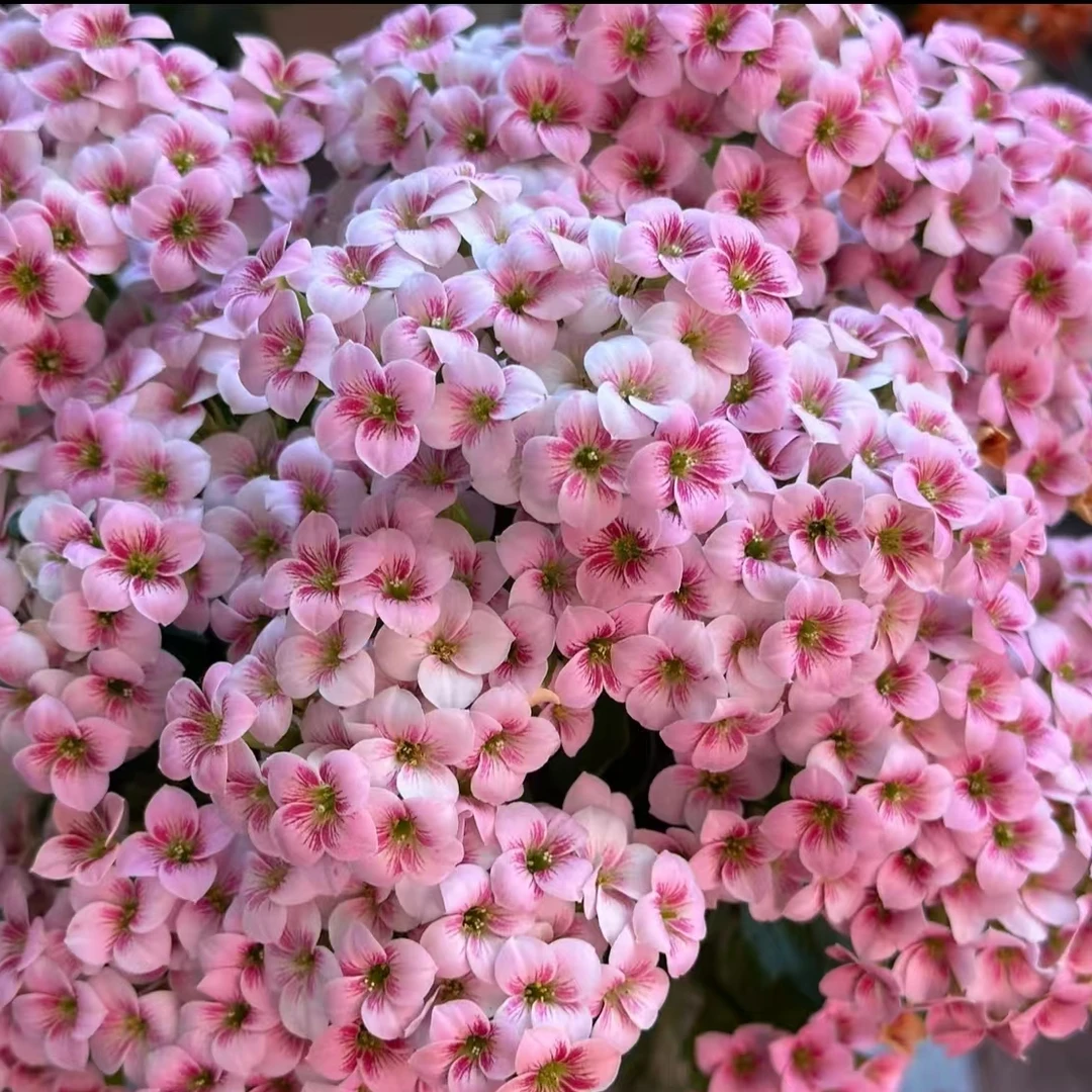 诗雨 带花苞四季开花室内好养长寿花盆栽