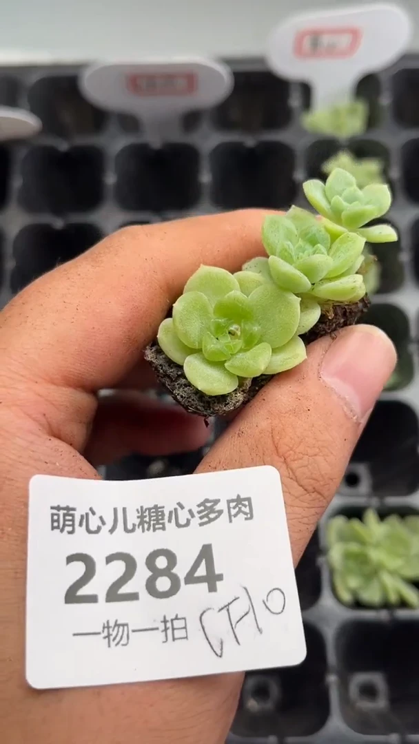2284 CF10多肉植物