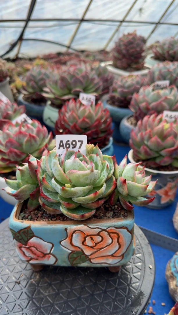 【闪购商品】A697惊鸿仙子（裸根发货）（不包整）