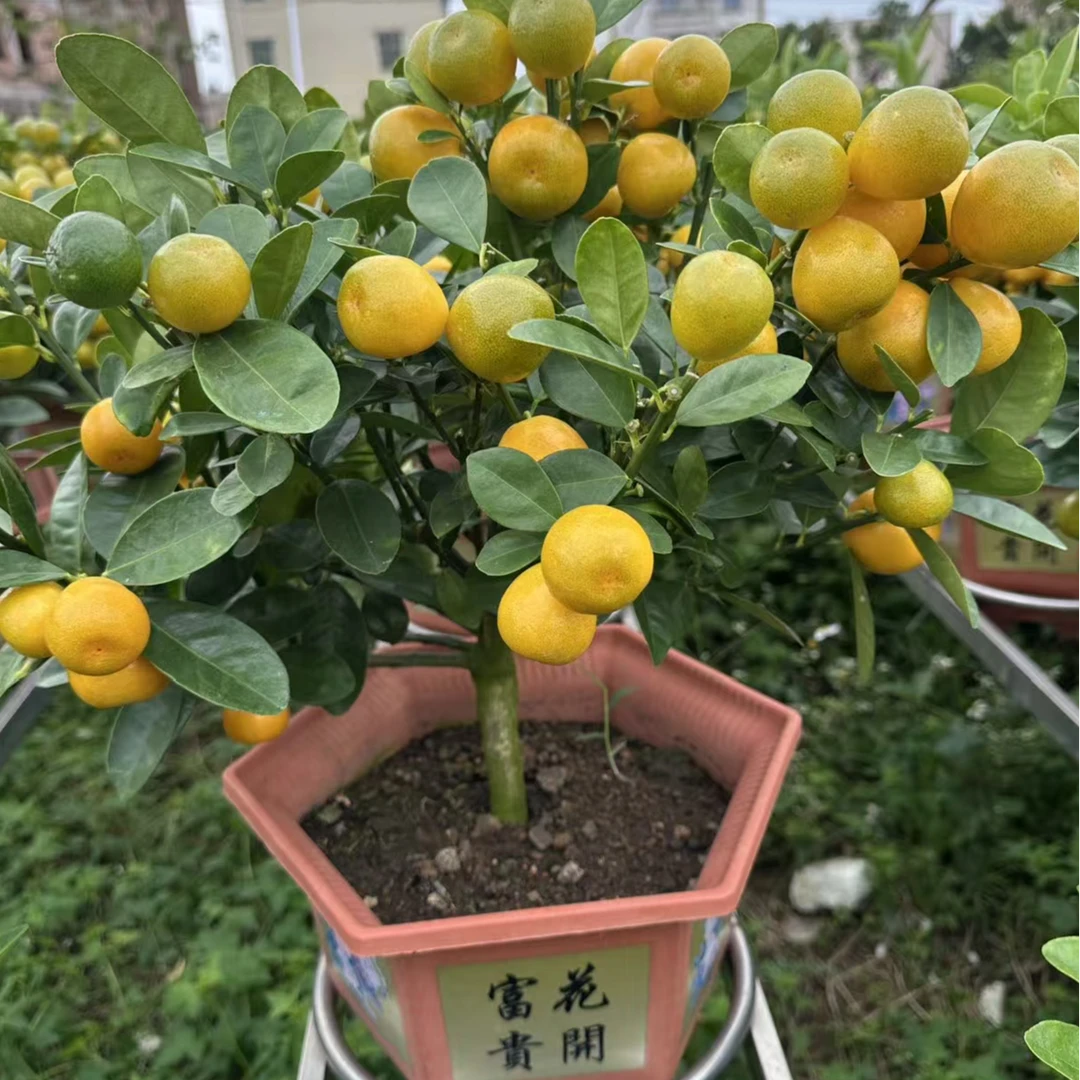 四季金桔树苗盆栽带果可观赏室内外好养小橘子树招财盆景喜庆过年