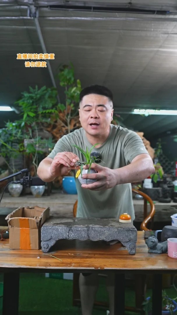 当前无花栽培后可以开花龙血树269T