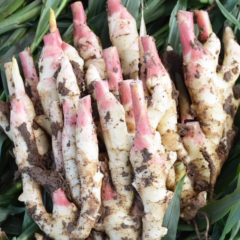 成都本地小黄姜新鲜红芽坨坨姜带泥老品种土姜香味浓郁泡菜原料