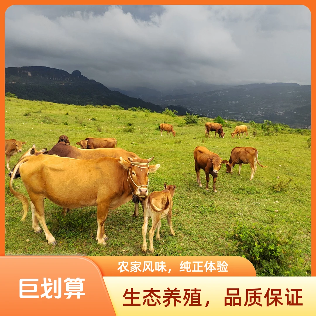 一号【鲜肉改价链接】贵州本地高山小黄牛全部位链接