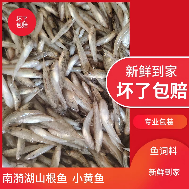 南漪湖野养山根鱼沙丁子溪石坑鱼油炸小河杂鱼龙鱼乌龟词料包邮