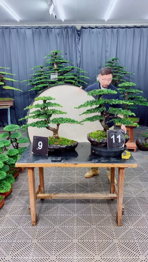 无花朵盆景....0..