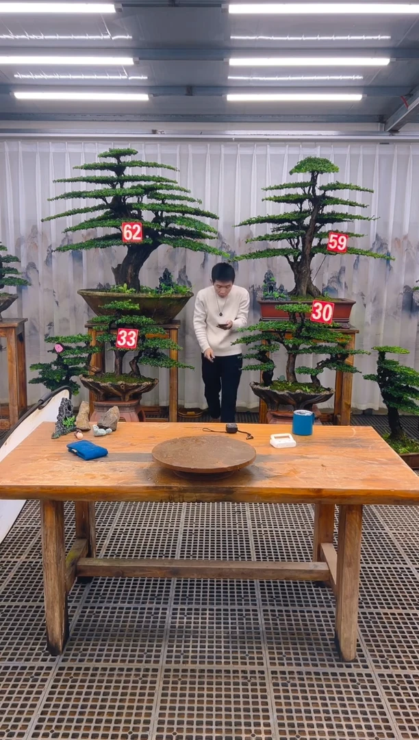 无花朵江**士精品盆景直播间一物一拍