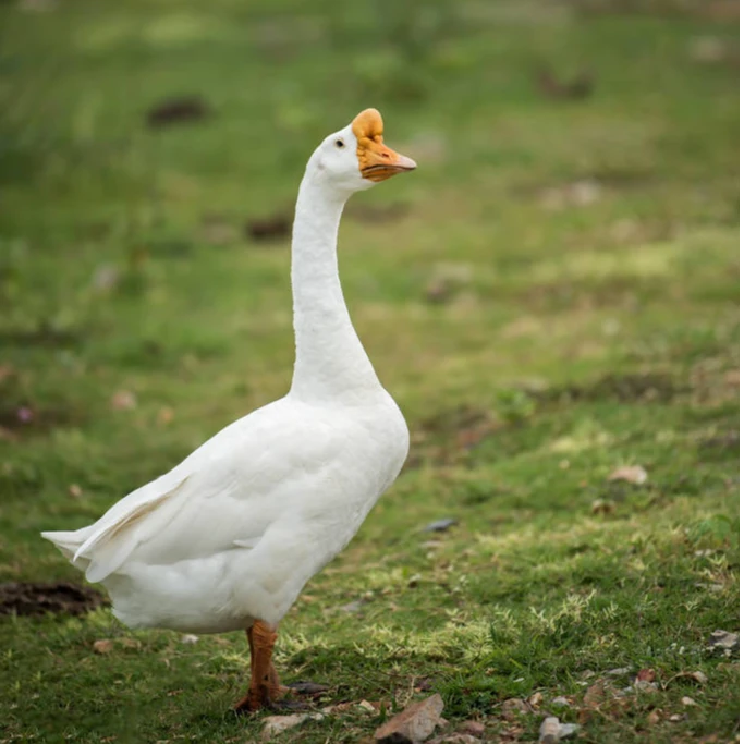 现货   10只装   6只装    白/鹅