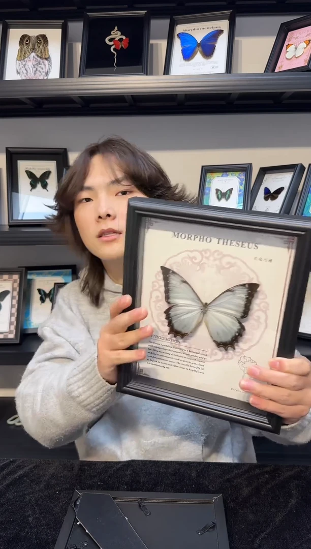 玻璃真实蝴蝶标本