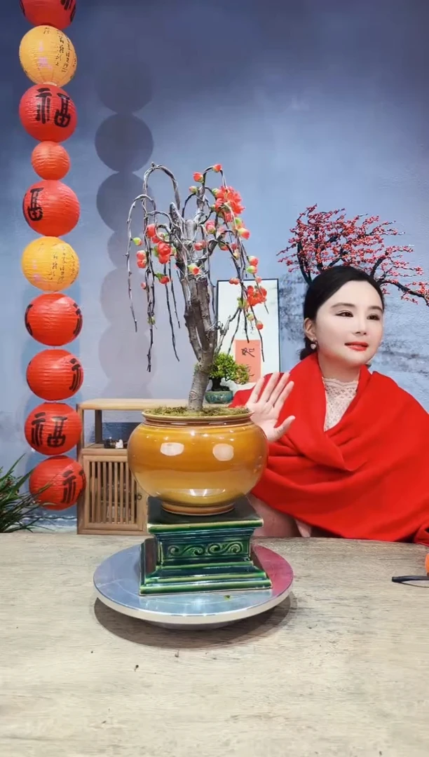 【闪购商品】盆景海棠 长寿冠