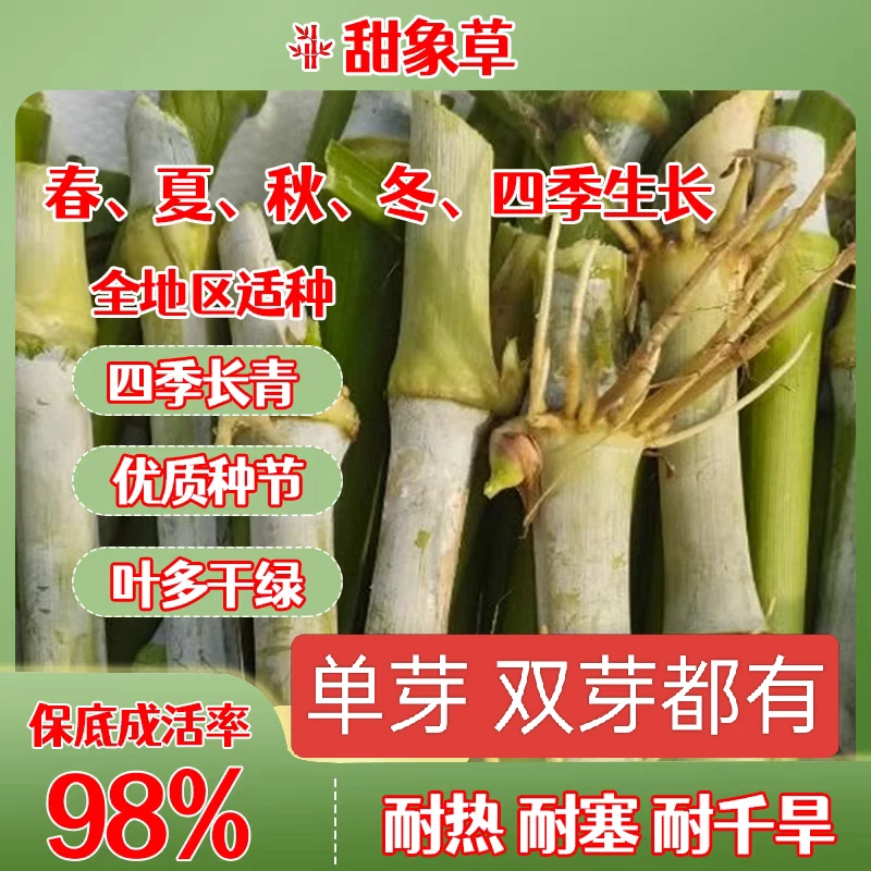 无毛甜象草3号种节耐寒牧草王新型皇竹草巨菌草红象草多年生种子