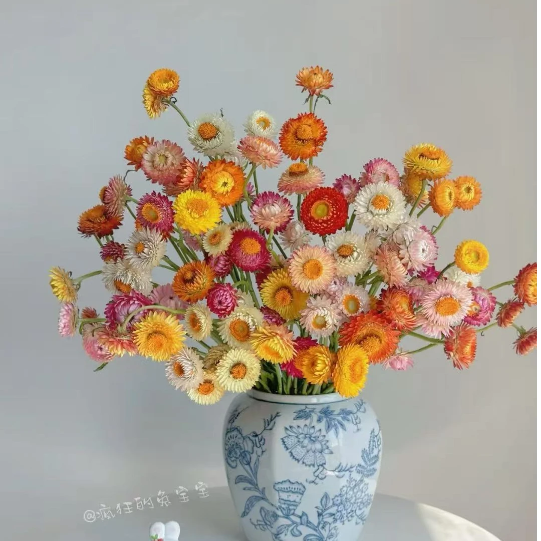 【麦秆菊】麦秆菊长花期高颜值轻奢可做干花长花期鲜花夏日必养
