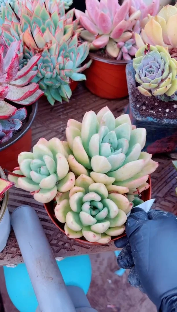 开*13075多肉植物一物一拍