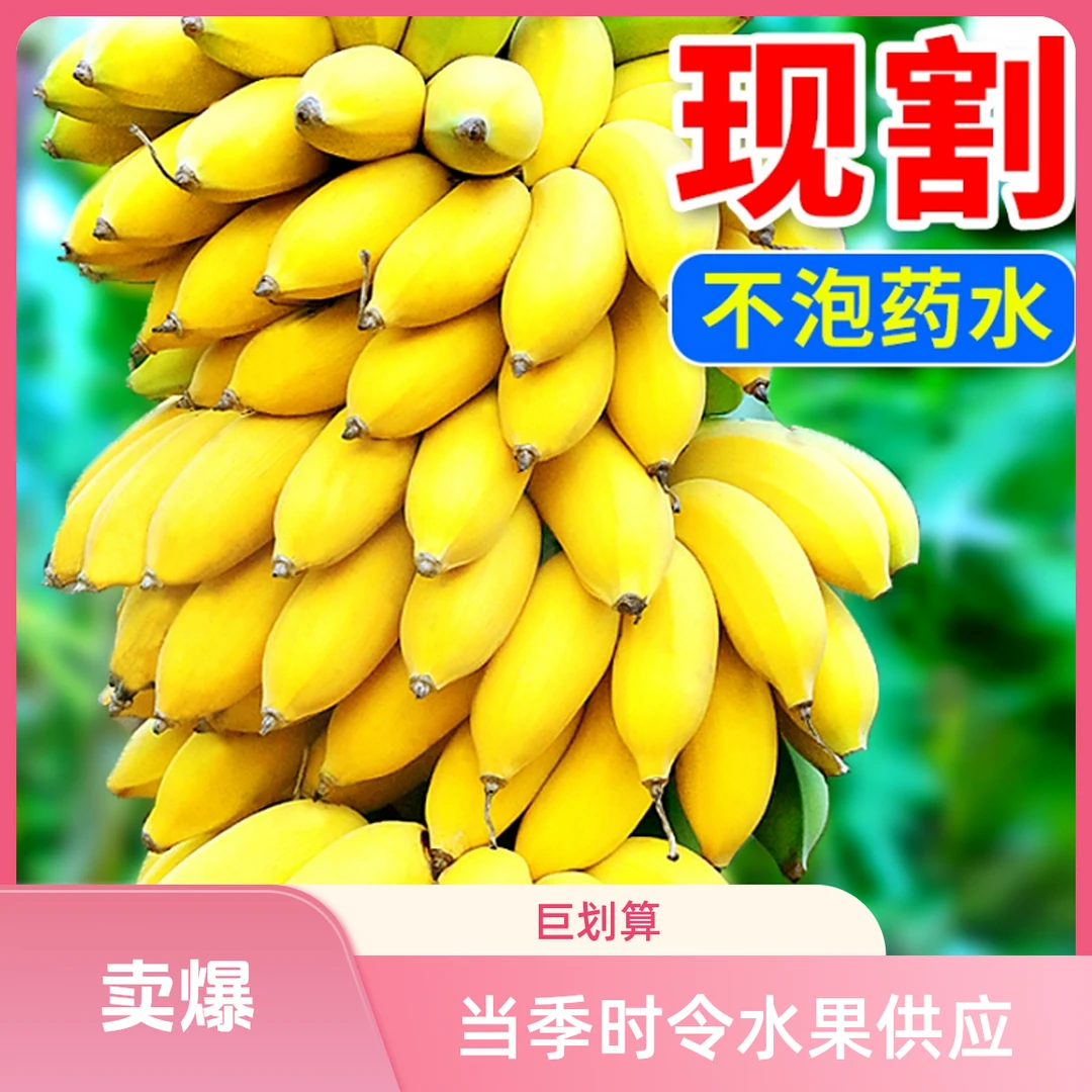 （高州产地直发）粉蕉、南蕉、糯米蕉产地直发当季时令时令水果香蕉