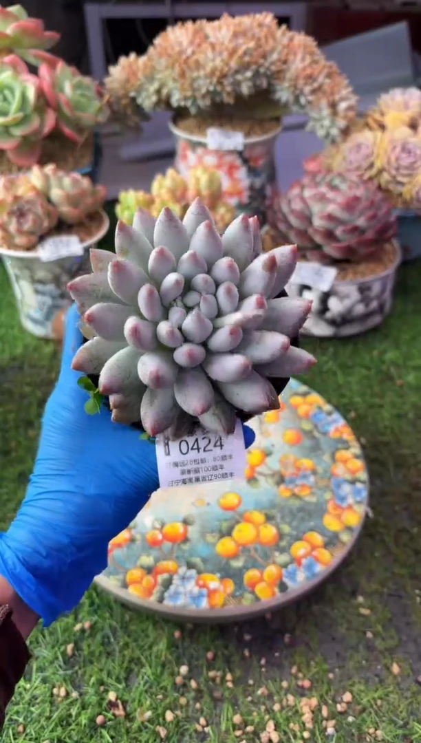 昆明印象多肉0424