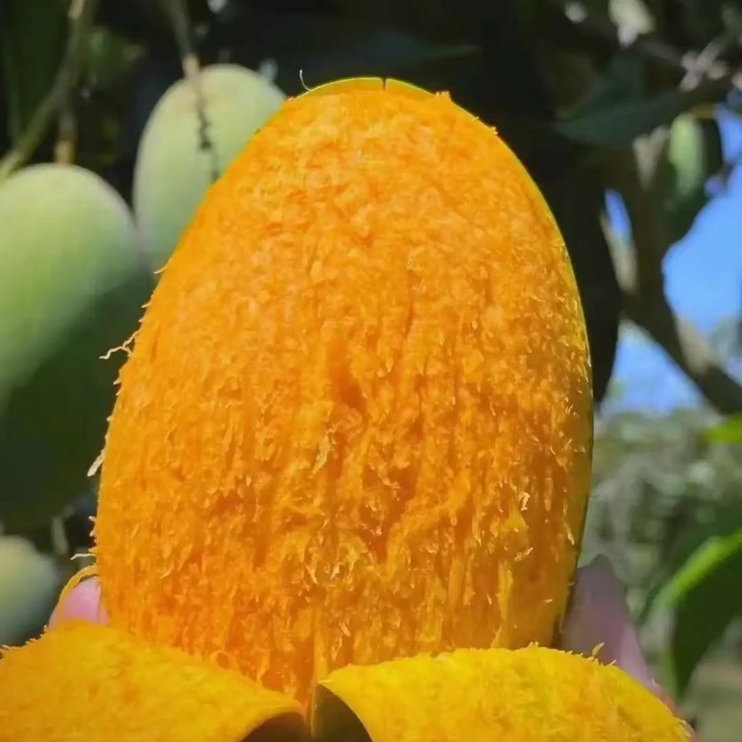 【顺丰】海南 攀枝花红金龙贵妃芒 核薄肉厚 毛4.5斤左右 发南京