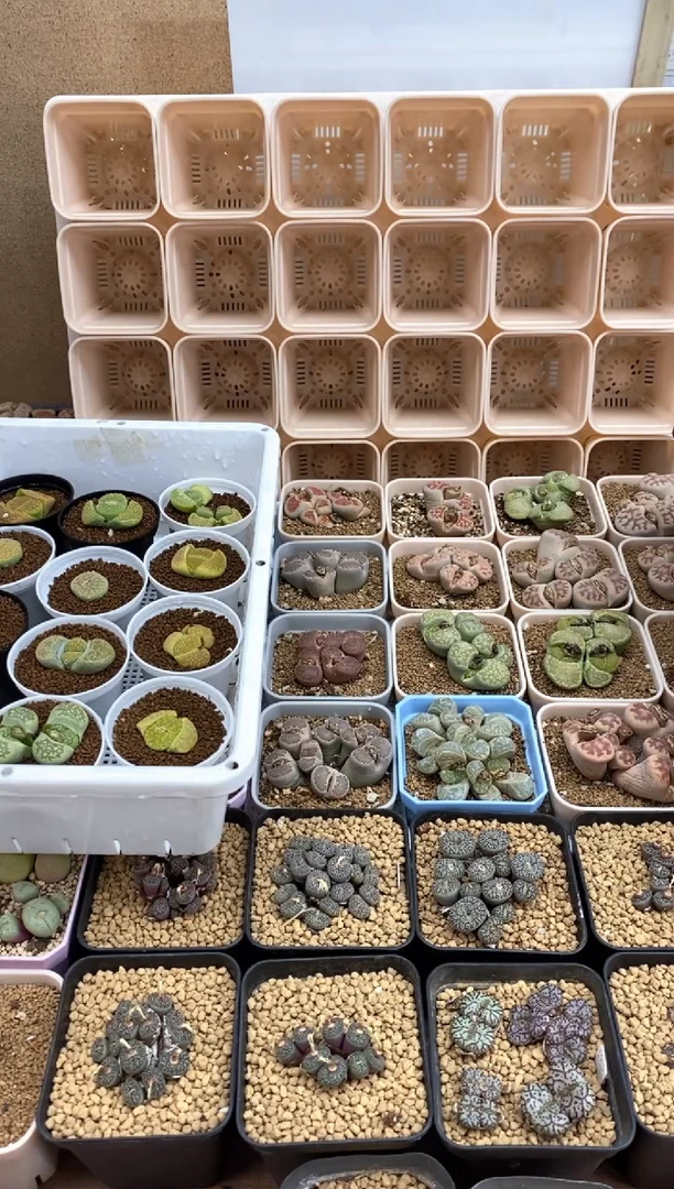 【闪购商品】7447直播间一物一拍链接