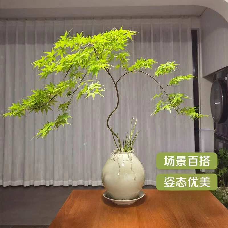 中秋好物 一物一拍 流泉枫中式禅意盆栽室内外桌面好养宋氏美绿植