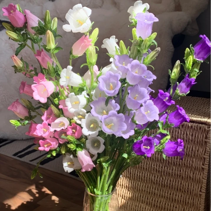 【探花甄选】 风铃花 云南基地直发 任意满两单顺丰冷链